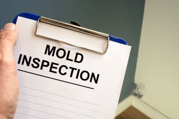 Professional Mold Removal in Helena, MT